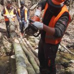 Operazioni di taglio della legna - Foto Archivio Scuola forestale